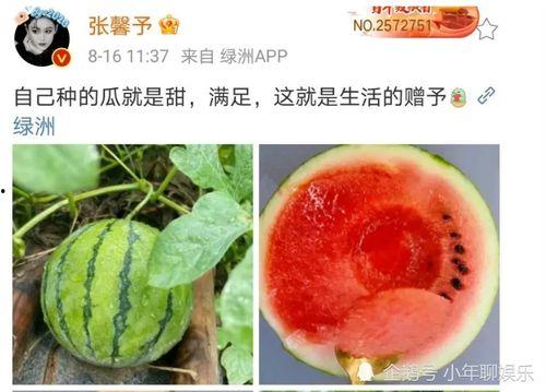 娱乐圈吃瓜是什么,揭秘明星背后的故事与真相